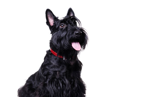 istock Side view portrait of a black scottish terrier isolated on white 1426214117