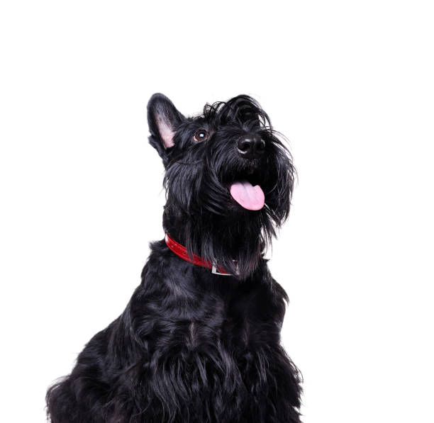 istock Black scottish terrier looking up to the copy space area isolated on white background 1426214143