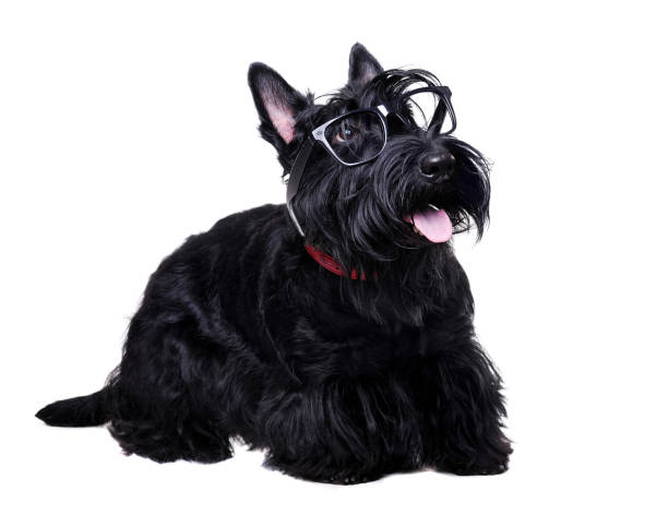istock Black scottish terrier wearing glasses looking to the copy space area 1426214166