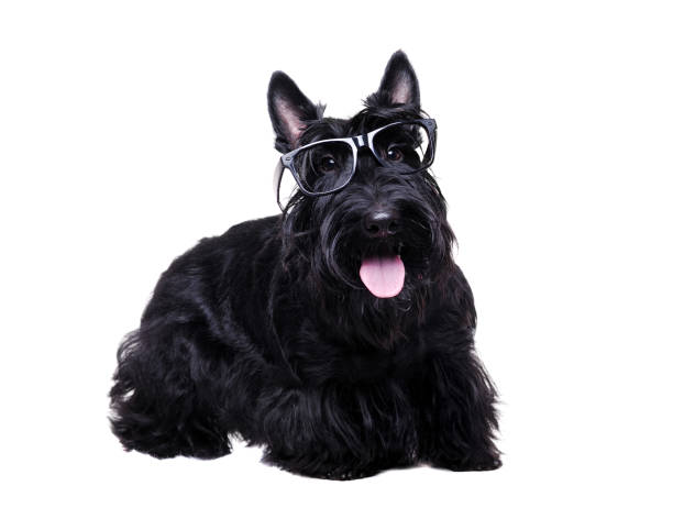 istock Black scottish terrier wearing glasses 1426214167