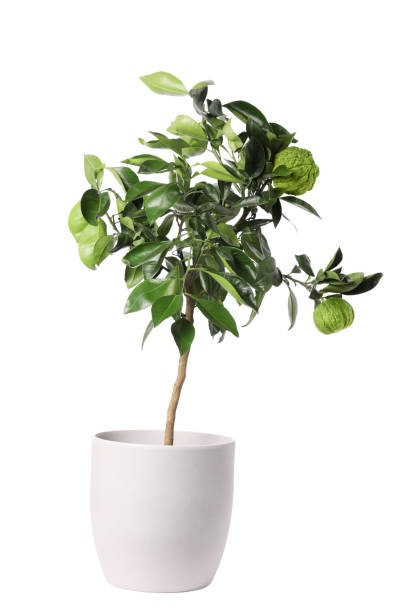 istock Bergamot tree with fruits in pot on white background 1426214622