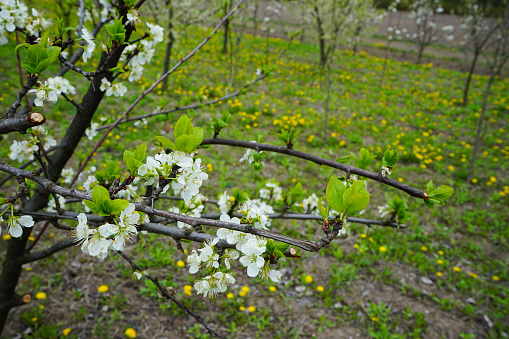 Apple tree blooming with flowers, close-up. Blossoming apple orchard in spring.