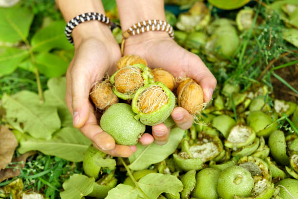 istock Harvest of ripe walnuts in hands farmer, selective focus. Raw walnuts in a green nutshell. 1426214990