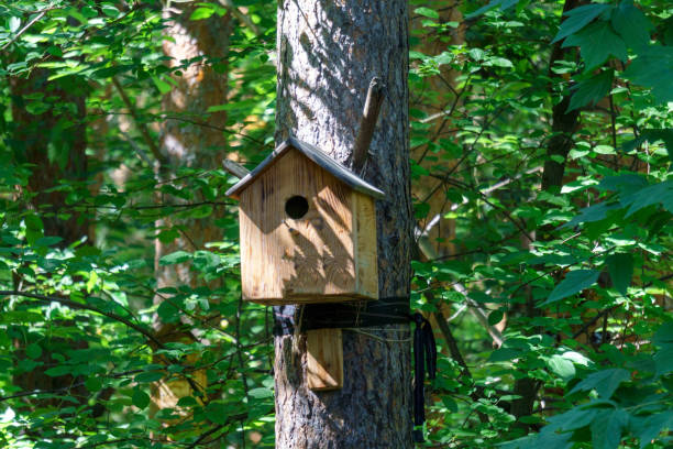 istock Wooden birdhouse is hanging from a tree with foliage blurred on the background. Selective focus 1426215385