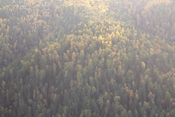 Background from the autumn forest, dark green coniferous trees and yellow deciduous trees on the mountain slope. With copy space.