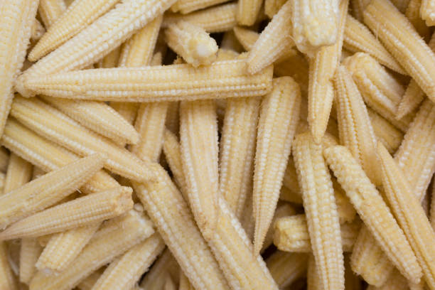 Fresh yellow corn on white background
