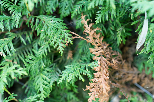 Close up of Oriental Arbor vitae Pine tree leaf brown color in autumn season