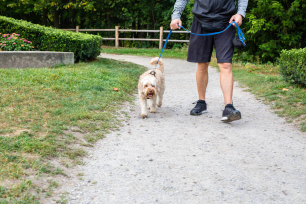 istock Man taking his dog for a walk 1426220640