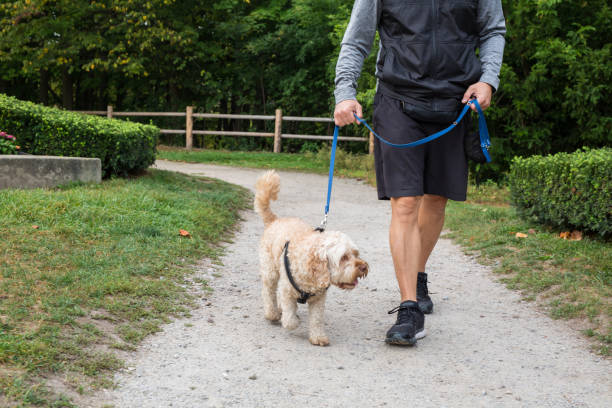 istock Man taking his dog for a walk 1426220641