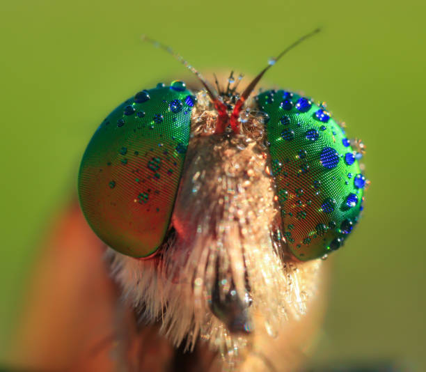 istock Amazing extreme  macro closeup of robber fly. 1426220652