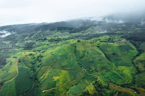 istock High angle view Green Rice field on terraced in Chiangmai 1426220655