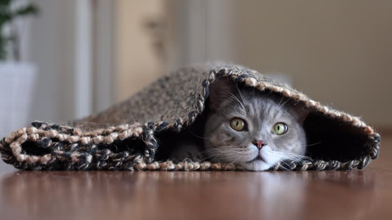 British shorthair cat hiding in the carpet