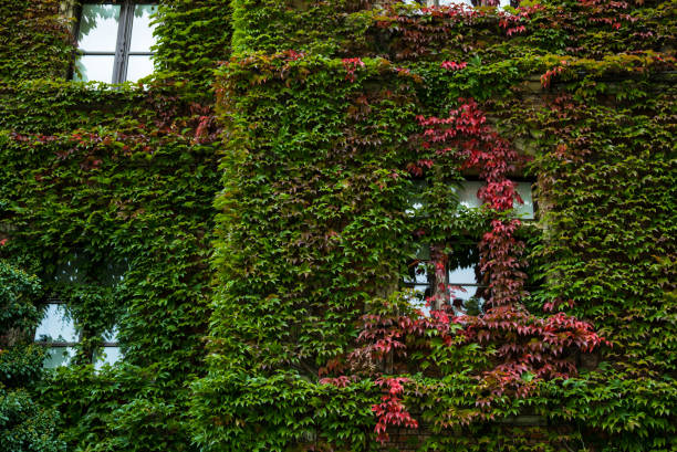 istock old brick house full covered with ivy 1426221192