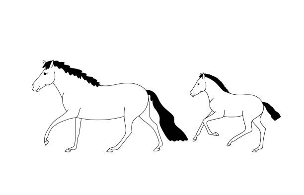 shetland ponies, mare and foal move forward at a gallop - genç kısrak stock illustrations