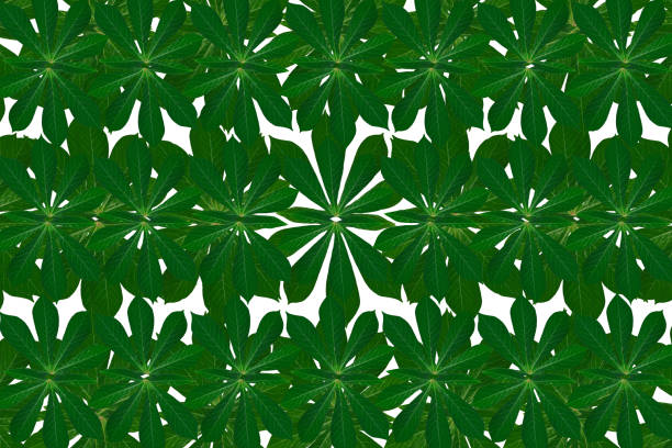 cassava tropical leaf pattern arrangement on white background. Exotic tropical garden set for banner text