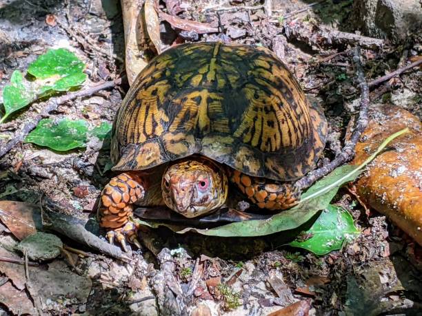 istock Eastern Box Turtle in the woods 1426223169