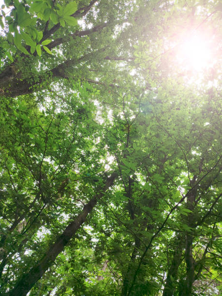 sunny day in woods / forest