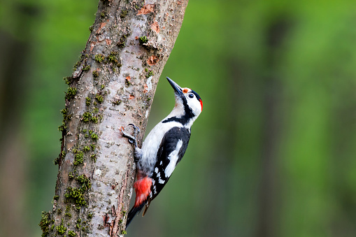 Great spotted woodpecker rests on a tree in Transylvania, Romania, Europe, Eastern Europe