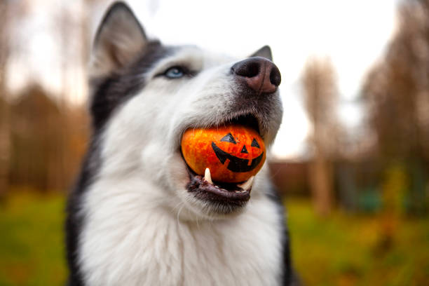 A dog holds a pumpkin stock photo