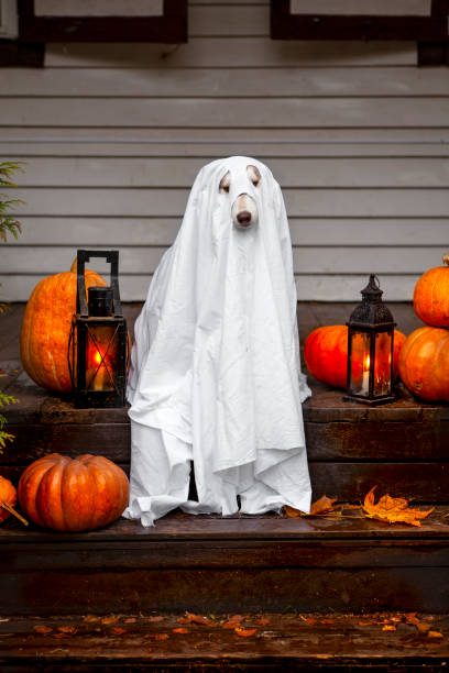 Cute dog celebrate Halloween Cute dog in a ghost costume on the porch of the house haunted house stock pictures, royalty-free photos & images