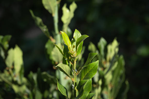 bay tree. laurel plant and leaves. daphne,