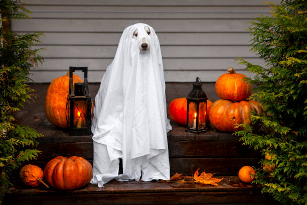 istock Cute dog celebrate Halloween 1426229427