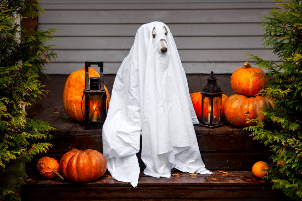 istock Cute dog celebrate Halloween 1426229435