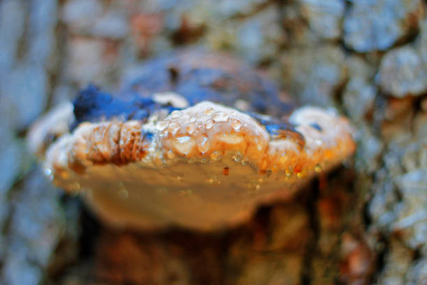 Wet mushroom growing on the trunk of tree in the forest ater rain with raindrops