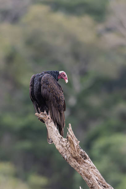 istock Turkey Vulture (Cathartes aura) rests and cleans its feathers after eating. 1426229709