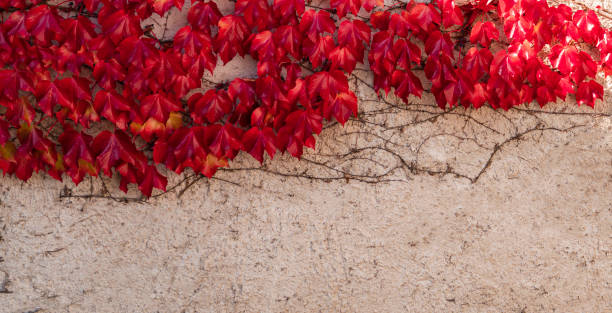 istock wall of red maple leaves in Europe. 1426230052