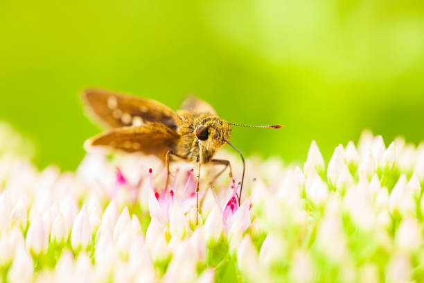 Parnara guttata Bremeret Grey, Rice skipper butterfly, A butterfly is on the flower