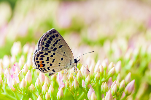 gossamer-winged butterfly, A butterfly is gathering honey