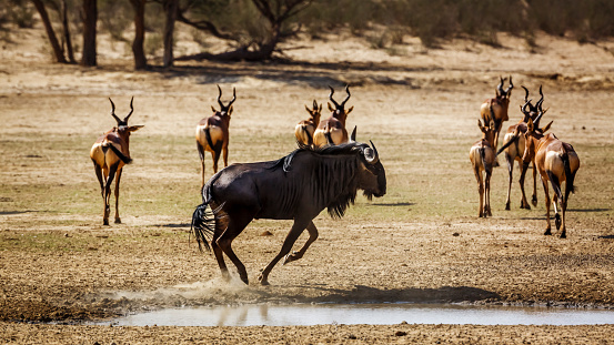 Blue wildebeest running in front of hartebeest group in Kgalagadi transfrontier park, South Africa ; Specie Connochaetes taurinus family of Bovidae