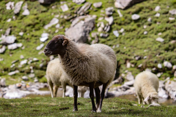 istock Himalayan sheep roaming in mountains on grass 1426232298