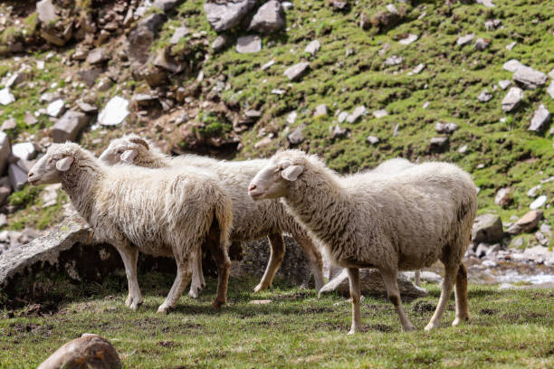 istock Himalayan sheep roaming in mountains on grass 1426232299