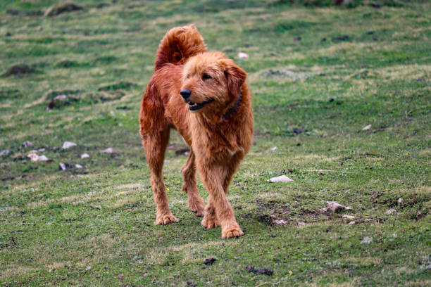 istock Wild dog in himalayan mountains 1426232315