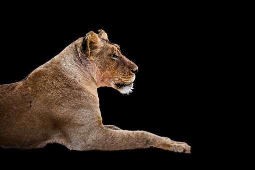 African lioness portrait isolated in black background Kgalagadi transfrontier park, South Africa; Specie panthera leo family of felidae