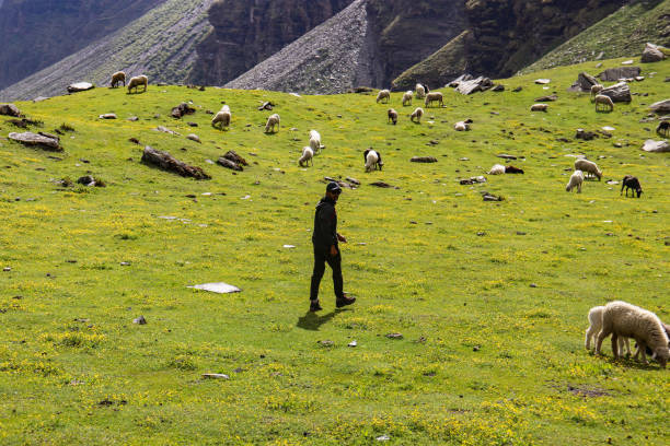 istock A man walking on a grass with sheep around 1426232806