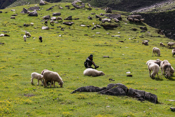 istock A man seating on a grass with sheep around 1426232839