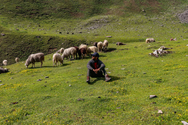 istock A man seating on a grass with sheep around 1426232840