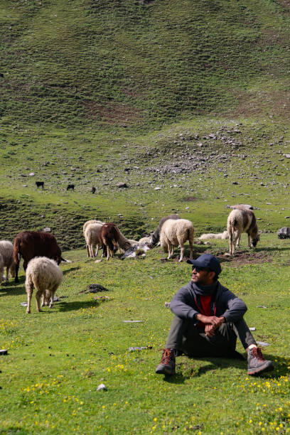 istock A man seating on a grass with sheep around 1426232844