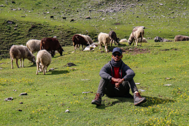 istock A man seating on a grass with sheep around 1426232864