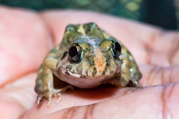 istock Little frog on human hand 1426234277