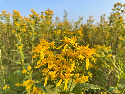 Verbesina alternifolia is a species of flowering plant in the family Asteraceae. It is commonly known as wingstem or yellow ironweed, are native to North America.