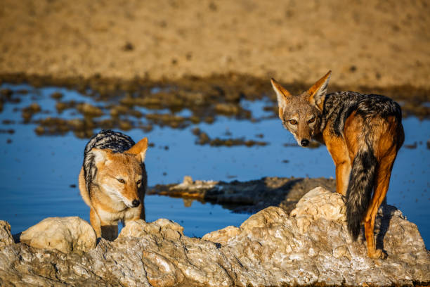 612 Jackal Beauty In Nature Wildlife Animals In The Wild Stock Photos, Pictures & Royalty-Free Images - iStock 612 Jackal Beauty In Nature Wildlife Animals In The Wild Stock Photos, Pictures & Royalty-Free Images - iStock