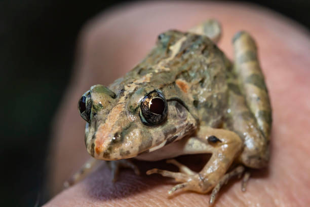 istock Little frog on the hand of human 1426234744