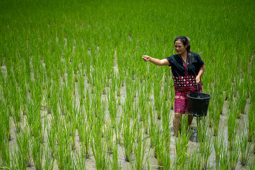 An older Hmong Hilltribe woman in Chiang Mai, Thailand throwing rice in a rice field from a bucket.