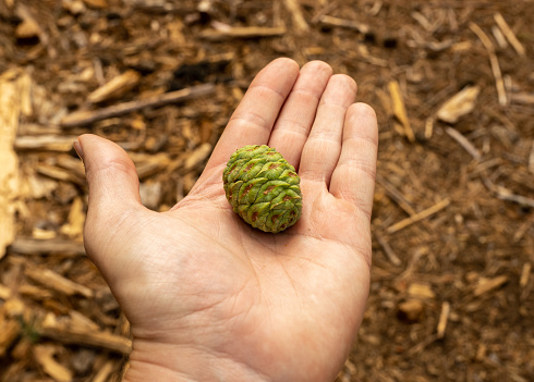 Green Sequoia Pine Cone In Left Hand in Yosemite National Park