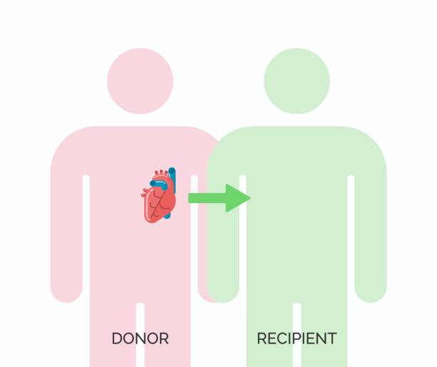 illustrations, cliparts, dessins animés et icônes de concept de transplantation d’organes humains - human heart heart disease healthy lifestyle human internal organ