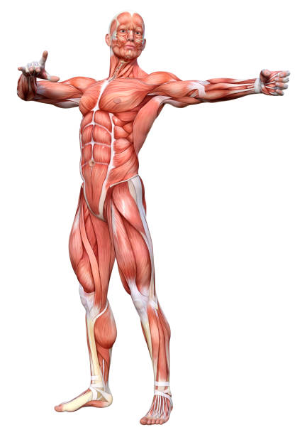 3D rendering of a male figure with muscle maps isolated on white background